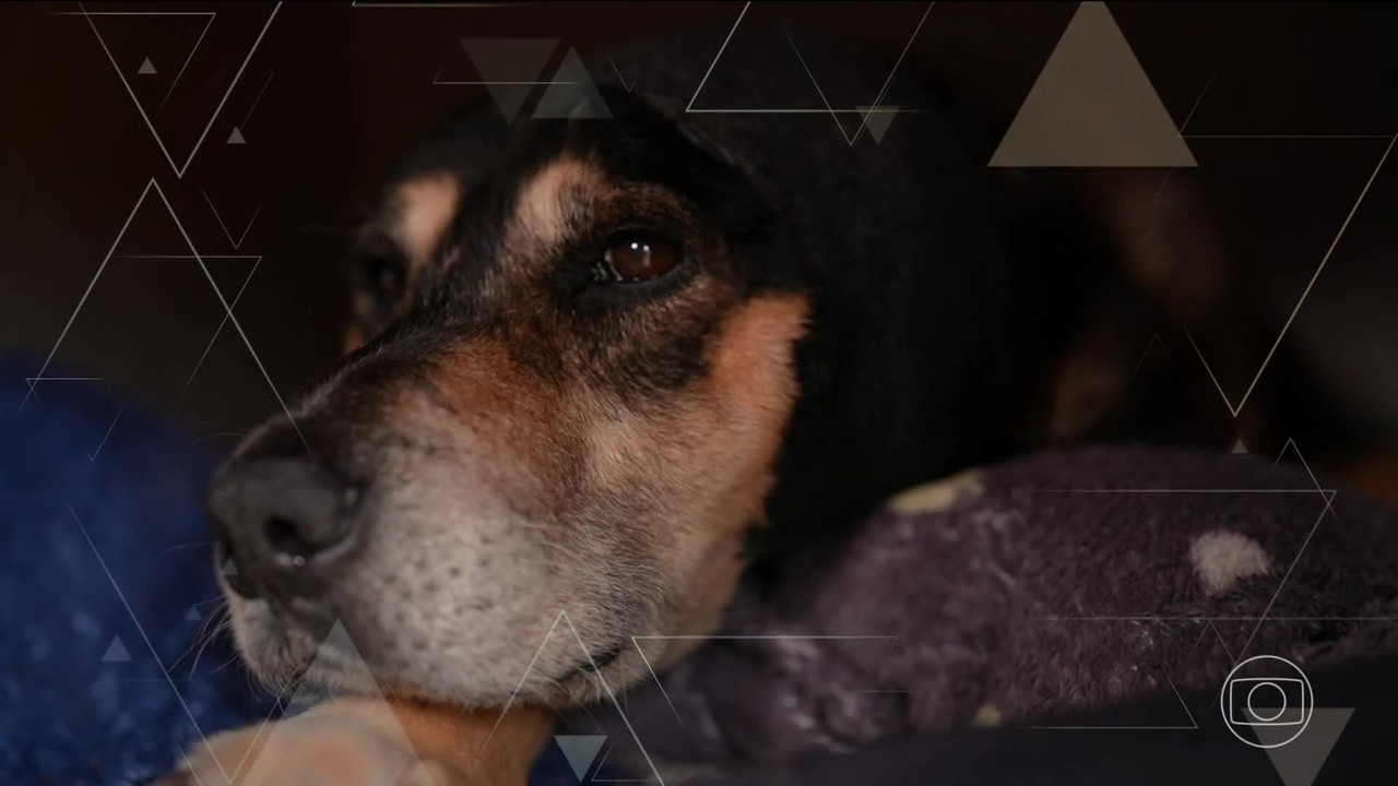 Governo anuncia decreto Cão Orelha, que endurece penas para maus-tratos a animais