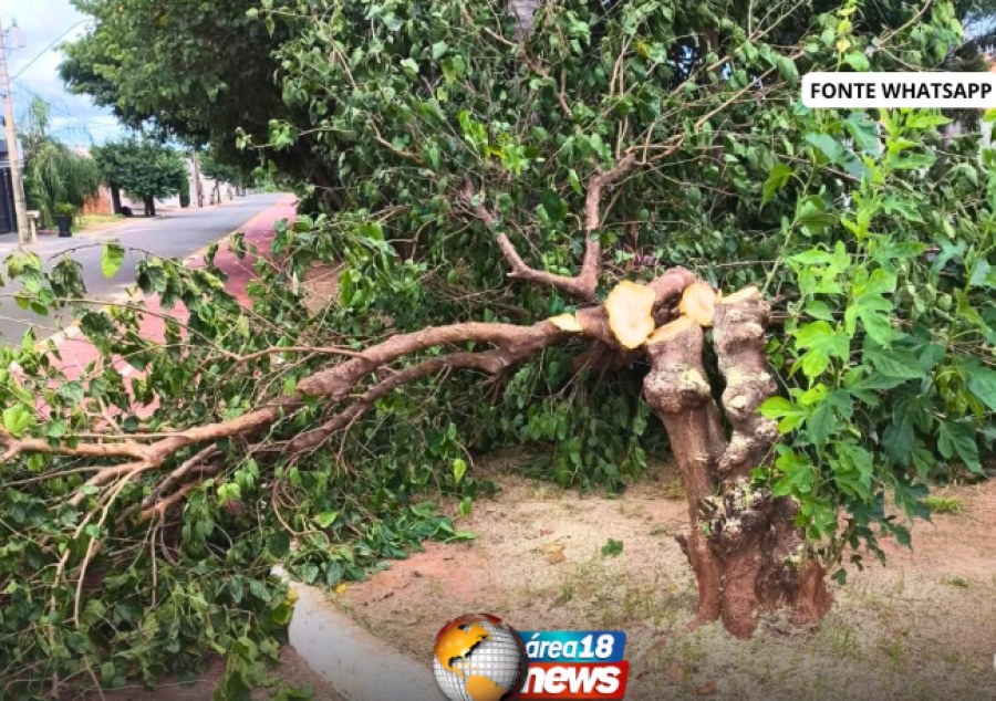  CORTE DE PÉ DE AMORA NA AVENIDA IPÊ REVOLTA MORADORES: ÁRVORE ERA PONTO DE ENCONTRO E ENCANTAVA CRIANÇAS PELOS FRUTOS