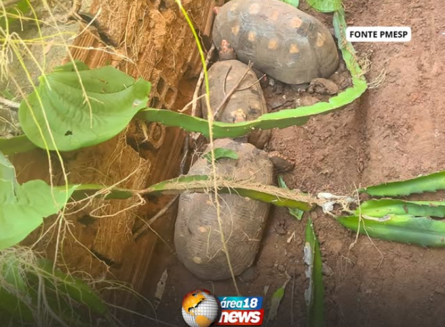 MORADORA É MULTADA EM R$ 3,5 MIL POR MANTER JABUTIS EM CATIVEIRO EM BIRIGUI