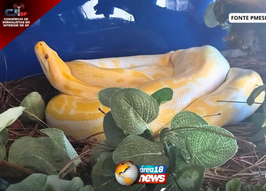 COBRAS EXÓTICAS E OURIÇOS SÃO ENCONTRADOS EM CATIVEIRO E GERAM MULTA EM ARAÇATUBA