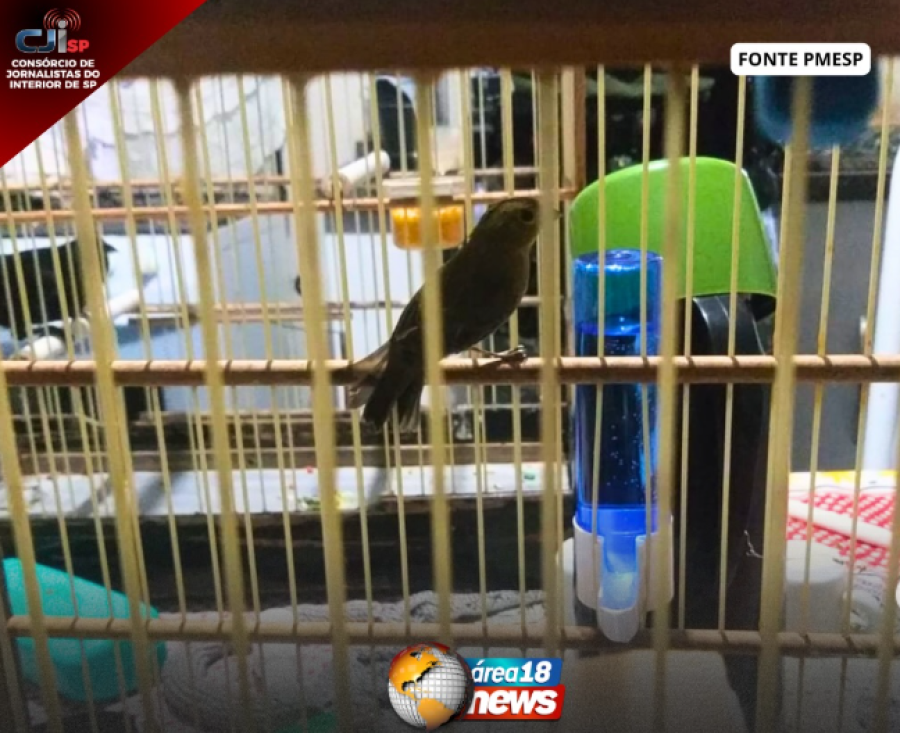  CRIME AMBIENTAL EM MURUTINGA DO SUL: HOMEM É MULTADO POR MANTER AVES SILVESTRES EM CATIVEIRO