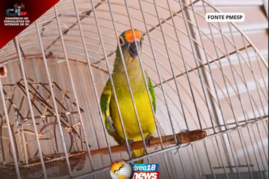 AVE SILVESTRE É ENCONTRADA EM CATIVEIRO E RESULTA EM MULTA EM PEREIRA BARRETO