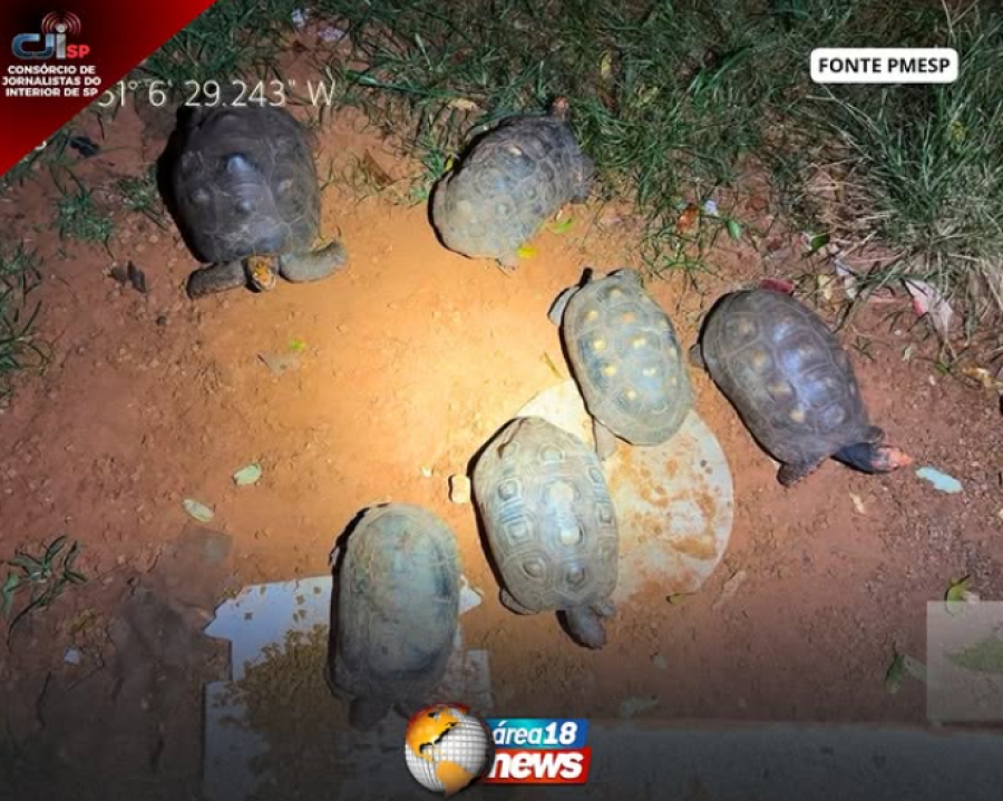 MULTA DE R$ 3 MIL: SEIS JABUTIS SÃO APREENDIDOS EM CATIVEIRO EM MIRANDÓPOLIS