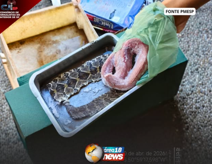  DONO DE BAR É MULTADO APÓS ARMAZENAR CARNE DE COBRA CASCAVEL EM LUCÉLIA