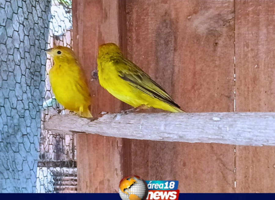 POLÍCIA AMBIENTAL APREENDE AVES MANTIDAS IRREGULARMENTE EM CATIVEIRO EM GUARARAPES
