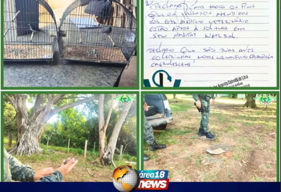 POLÍCIA AMBIENTAL AUTUA MORADOR POR MANTER AVES SILVESTRES EM CATIVEIRO EM PENÁPOLIS