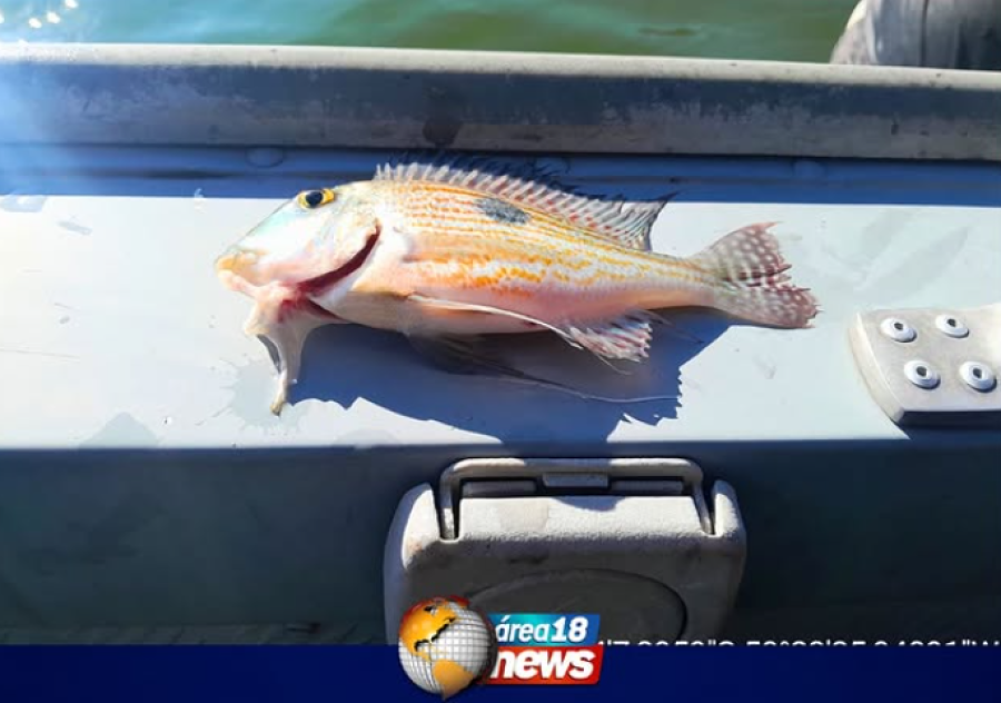 PESCADOR É MULTADO EM MAIS DE R$ 1 MIL POR USO DE REDE PROIBIDA EM ARAÇATUBA