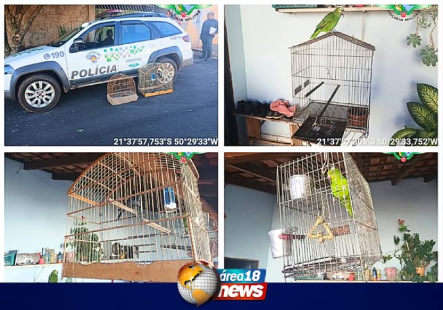 AVES SILVESTRES ERAM MANTIDAS EM CATIVEIRO E DONO É MULTADO EM R$ 2 MIL EM SANTÓPOLIS DO AGUAPEÍ