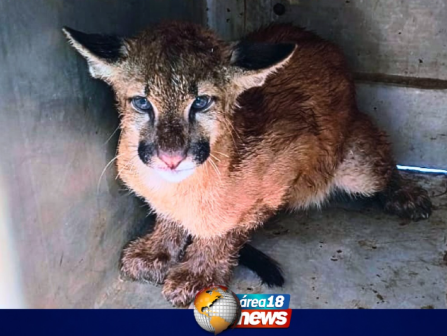 FILHOTE DE ONÇA-PARDA É RESGATADO EM BIRIGUI E ENCAMINHADO PARA TRATAMENTO VETERINÁRIO