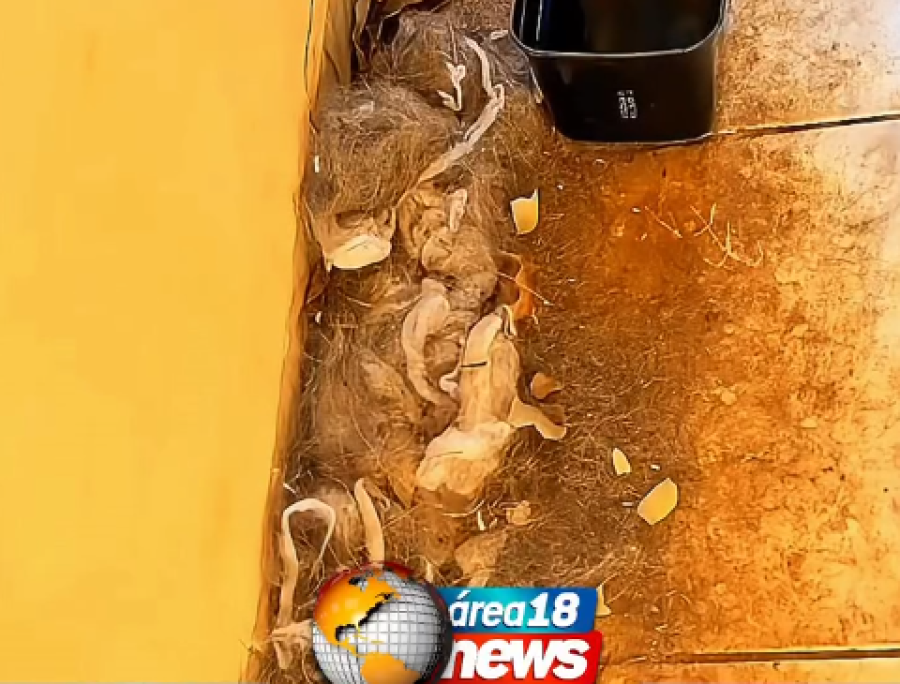 MÉDICO VETERINÁRIO É PRESO SUSPEITO DE MAUS-TRATOS A TRÊS CÃES EM ARAÇATUBA