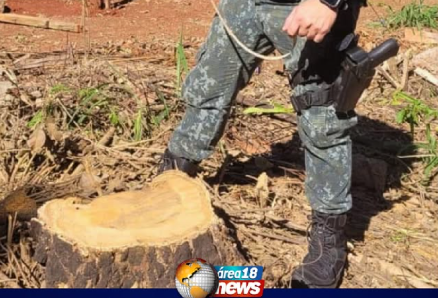 POLÍCIA MILITAR AMBIENTAL AUTUA RESPONSÁVEL POR SUPRESSÃO IRREGULAR DE ÁRVORES NATIVAS EM ARAÇATUBA